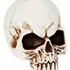 Jawless Skull -Halloween Sales 01475961 a