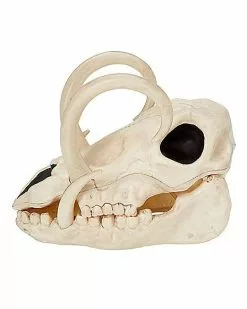 Boar Skull -Halloween Sales 01528785 d